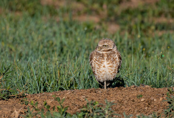 A Burrowing Owl on a Summer Morning - facing right