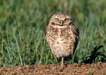 A Burrowing Owl with its Bright Eyes on a Summer Morning 