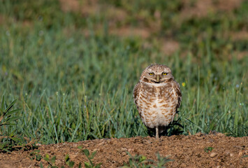 A Burrowing Owl on a Summer Morning  