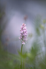 Orchis flower Neotinea lactea with blur background