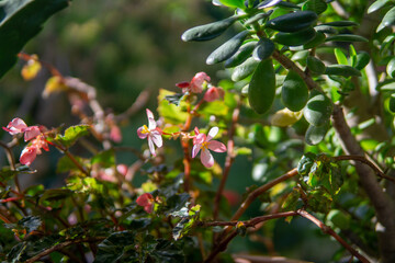 pink and white flowers