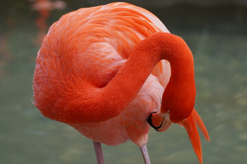 flamingo close ups