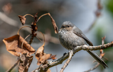 An Adorable Bushtit Perched on a Branch on a Summer Morning 