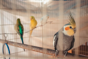 Cockatiel cub in cage