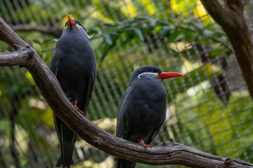 bird close ups