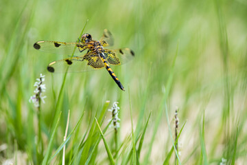 A calico pennant dragonfly perches on the tip of a grass stalk, displaying its colorful netted wings and thorax. This creature is likely a juvenile male and was part of a feeding swarm. 