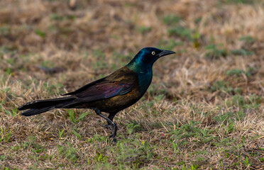 A Common Grackle and its Beautiful Iridescent Feathers