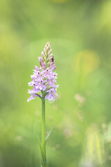 Orchis flower Neotinea lactea with blur background