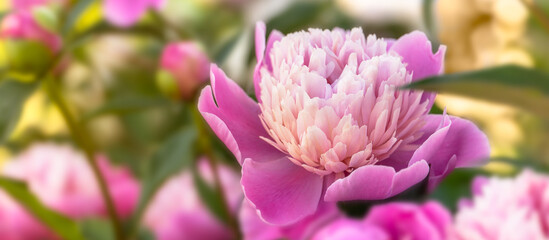 Banner with beautiful pink flowers peonies flowering in garden.