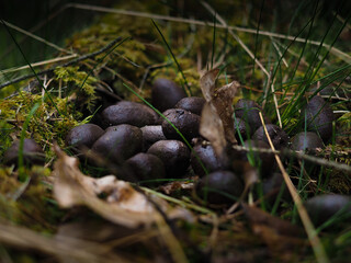 Moos droppings at low angle close up in forest, partly covered