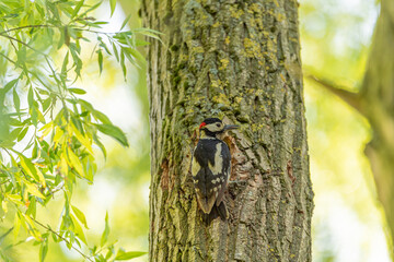 Naklejka na ściany i meble A Great Spotted Woodpecker, Dendrocopos major on a tree