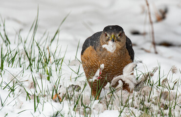 A Cooper's Hawk Eating its Freshly Caught Meal