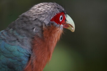 red eyed bird profiles