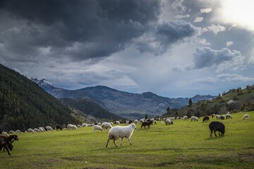 Naklejka na ściany i meble Sheep herd on beautiful green mountain pasture.artvin