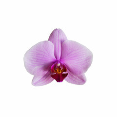 Fototapeta na wymiar Pink flower of orchid phalenopsis.