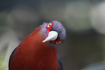 red eyed bird profiles