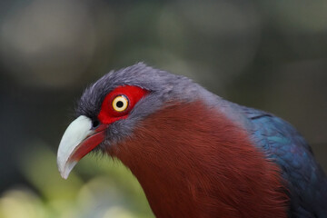red eyed bird profiles