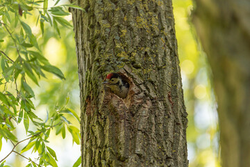 Fototapeta premium A Great Spotted Woodpecker, Dendrocopos major on a tree