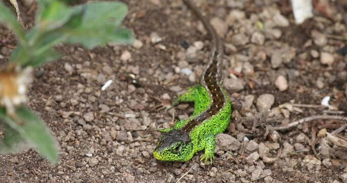 Gr&uuml;ne Zauneidechse im Garten 