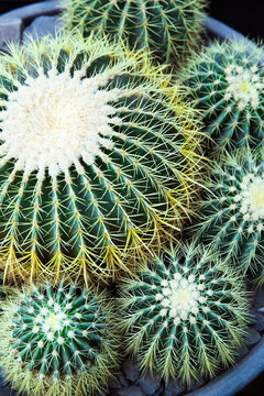 Closeup image of Golden barrel cactus (echinocactus grusonii) (Echinocactus)echinocactus. 
Cactus in a pot.