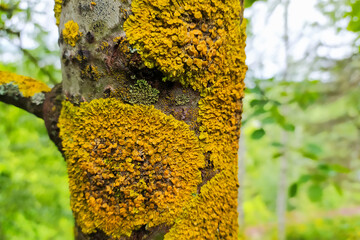yellow moss lichen on a tree trunk in the forest