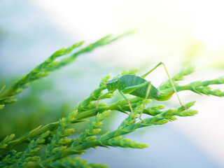 Common green cricket resting on a green plant towards bright background with shallow depth of field