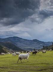 Fototapeta premium Sheep herd on beautiful green mountain pasture.artvin