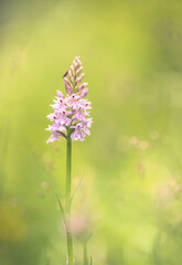 Orchis flower Neotinea lactea with blur background