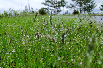 Obraz premium raindrops on the green grass of the lawn
