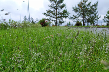 raindrops on the green grass of the lawn