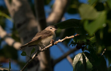 A Pretty Warbling Vireo Perched in a Tree on a Summer Morning