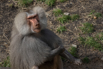 baboon sitting on the ground