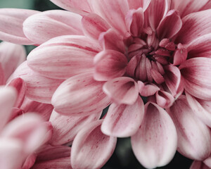 Chryzantemy v2 © pixeydixey