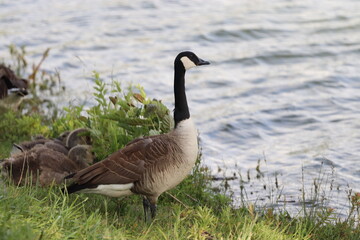 Canard