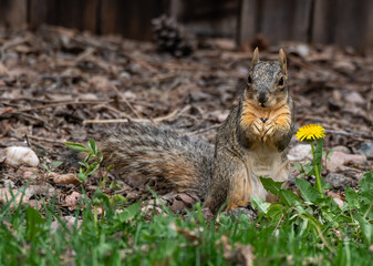 A Fox Squirrel in a Suburban Back Yard