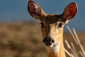 A Beautiful White-tailed Deer Doe Headshot