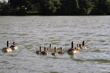 canard, oiseau, eau, lac, nature, faune, animal, étang, sauvage