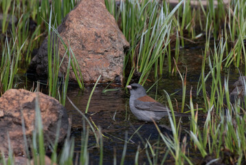 A Grey-headed Dark-eyed Junco in a Pool of Water
