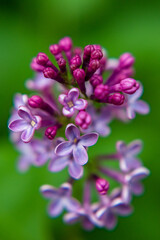 flower lilac green nature beautiful