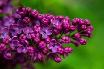 flower lilac green nature beautiful