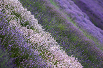 Obraz na płótnie Canvas lavender field background