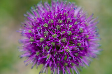 flower purple round fluffy nature