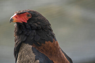 red beaked eagle  