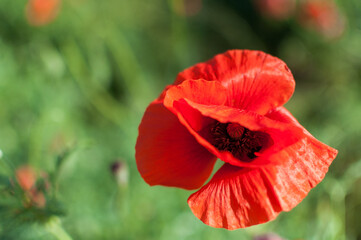 red poppy flower