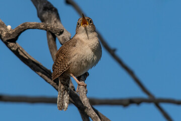 A House Wren Singing on a Spring Morning
