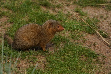 mongoose family