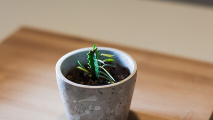 Plano levemente elevado de una pequeña planta suculenta para interiores en una maceta de cerámica hecha a mano y aislada sobre una tabla de madera con luz selectiva sobre ella.