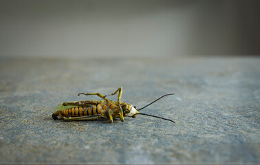 colorful black and  yellow grasshopper dead on the floor,close up , concept of chemical  hazard