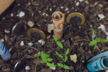Brazilian money buried in a vase with seedlings