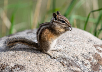 Naklejka na ściany i meble An Adorable Least Chipmunk in the Rocky Mountains of Colorado